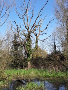alt="tree & pond"