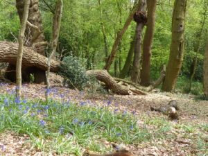 alt="trees & flowers in Chillwood"