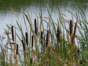 alt="bullrushes"
