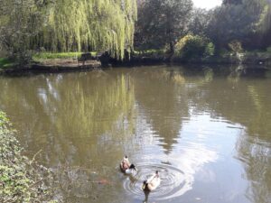 alt="ducks on pond"