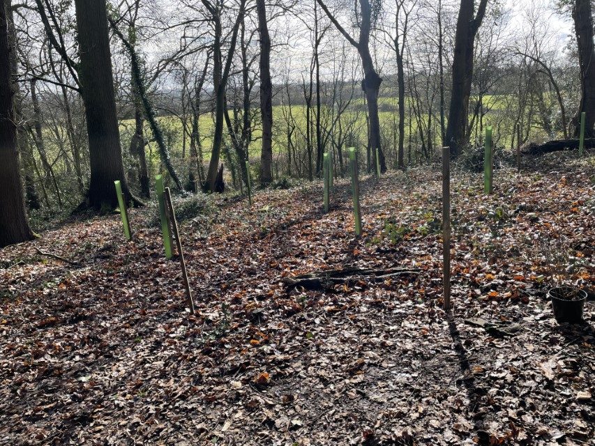 alt="new trees planted"