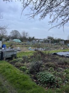 alt="plants growing on an allotment with sheds & polytunnels in background"