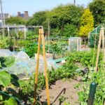 alt="vegetables growing in an allotment"